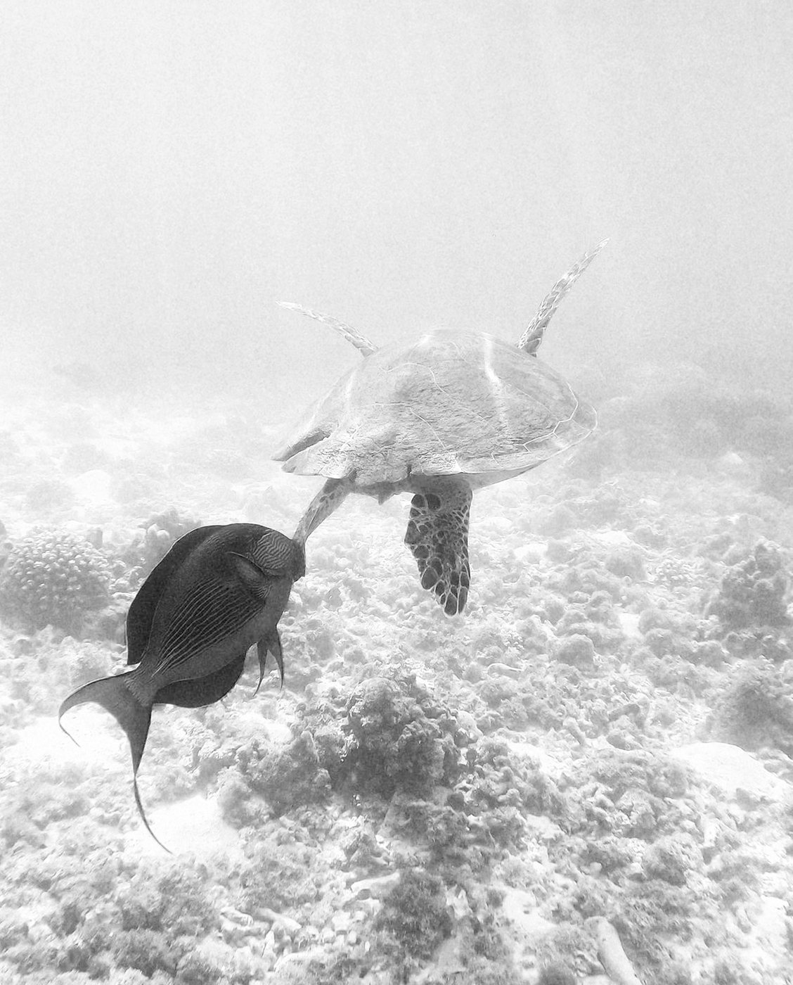 Sea turtle swimming over the reef