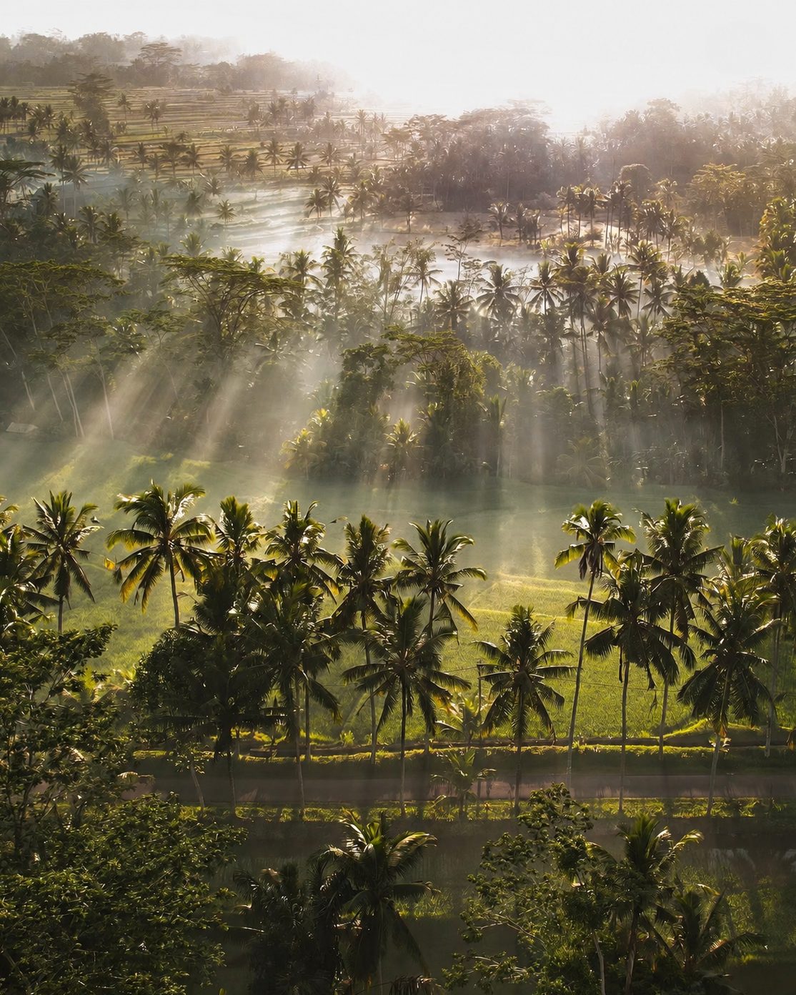 Palm valley in golden morning light